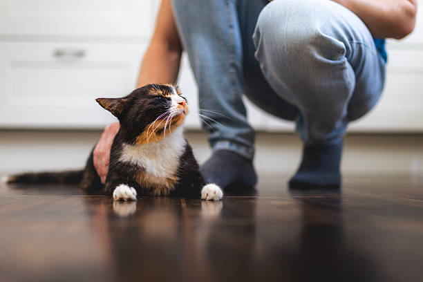 istock Man stroking his cute mottled cat at home 2246808612