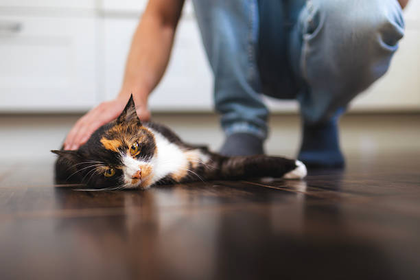 istock Man stroking his cute mottled cat at home 2246808616