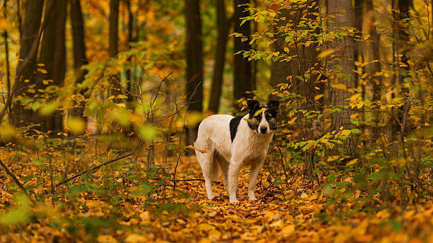 A beautiful dog stands in a forest filled with colorful leaves during the fall season