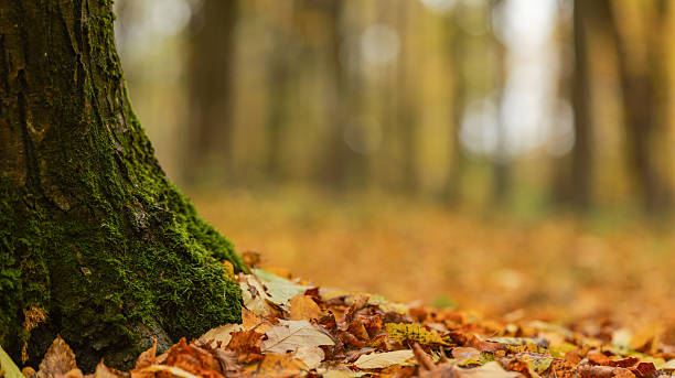 istock Autumn forest scene with mossy tree trunk and fallen leaves 2246809106