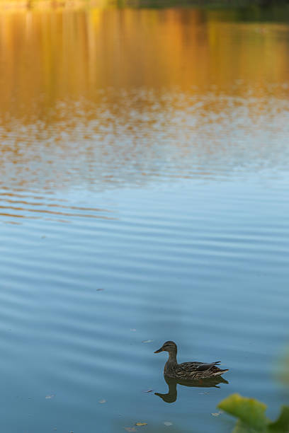 The duck glides across the water, reflecting the beautiful colors of the fall season