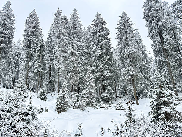 istock snow covered pine forest. winter landscape. winter atmosphere. winter background. abstract. aesthetic. atmospheric. nature. minimalism 2246809418