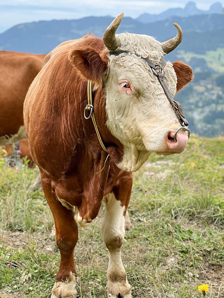 istock Alert Alpine Bull with Halter and Horns on a Green Hillside 2246810869
