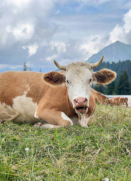 istock Relaxed Simmental Cow Portrait in Alpine Meadow under Dramatic Cloudy Sky 2246810877