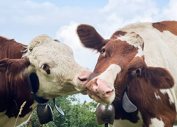 istock Close-up of Two Alpine Cows Interacting with Noses Touching 2246810926