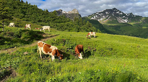 istock Alpine Landscape with Grazing Cows and Dramatic Snow-Capped Mountains 2246810948