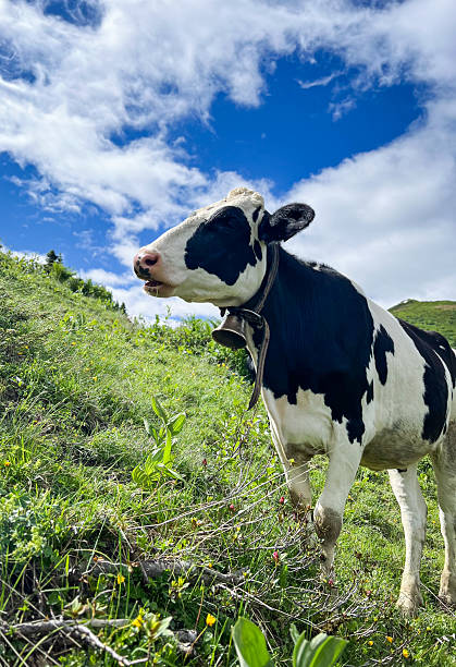 istock Black and White Cow with Large Cowbell on a Sunny Alpine Hillside 2246810978
