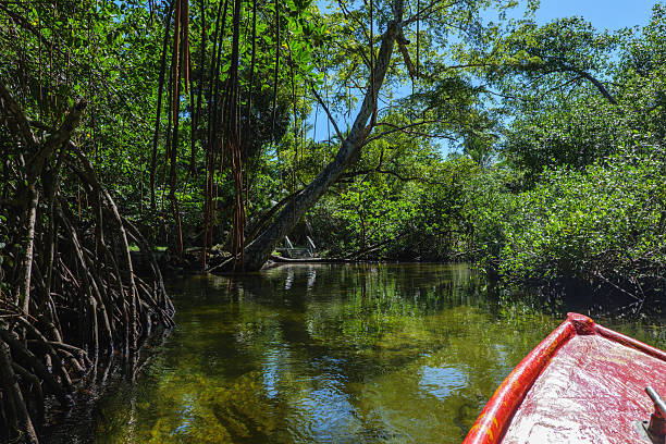 istock Mangrove forests on the Samana Peninsula in Dominican Republic 2246811893