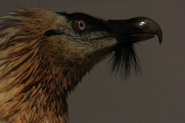 istock The bearded vulture at the Museum, Grenoble (Isere department) 2246812587