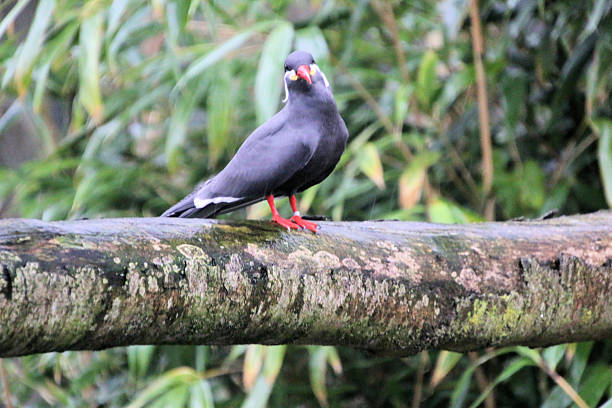 istock A close up of an Inca Tern 2246813061