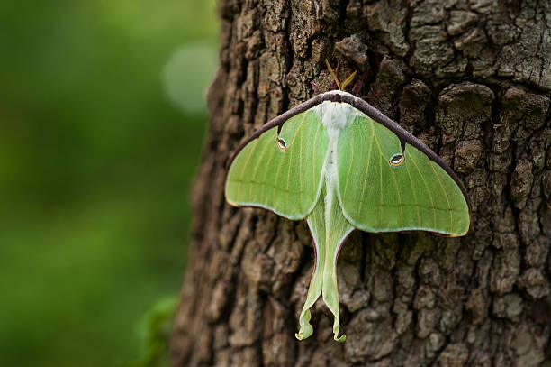 Luna moth (Actias luna) resting on tree macro nature stock photo
