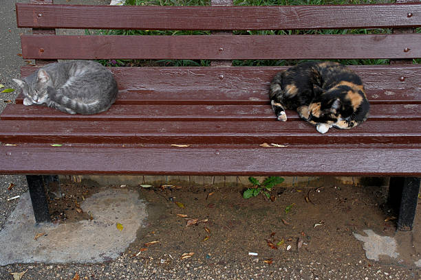 Two cats sleeping on a bench in the city park. Selective focus.