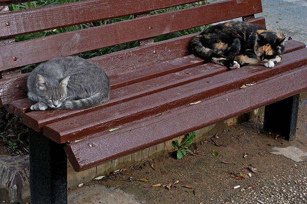 istock Two cats sleeping on a bench in the city park. Selective focus. 2246815205