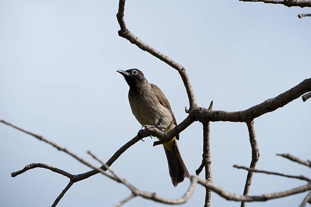 istock The white-spectacled bulbul (Pycnonotus xanthopygos), single bird on branch, Antalya 2246815289