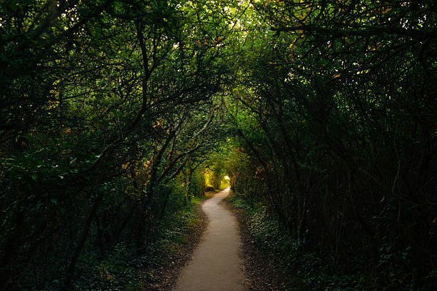 istock Enchanting Forest Tunnel with Central Path and Sunlight, Itchenor to West Wittering Trail, UK 2246816616