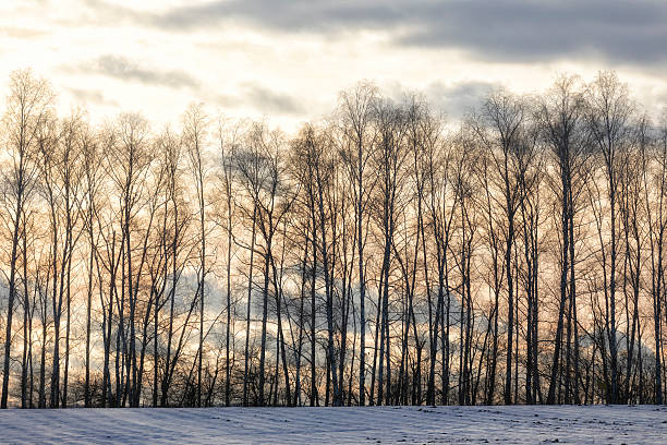 Trees against the backdrop of a winter sunset