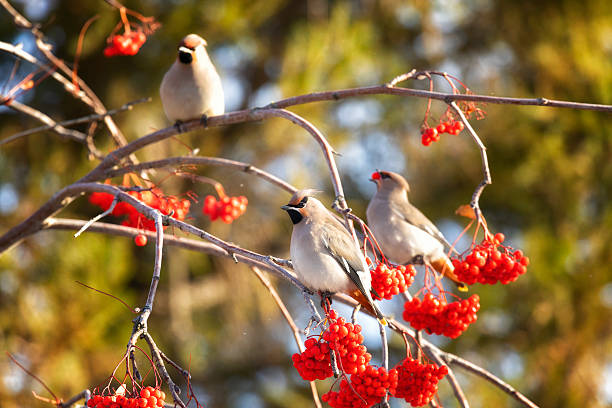 Waxwings eating rowan berries in winter close-up
