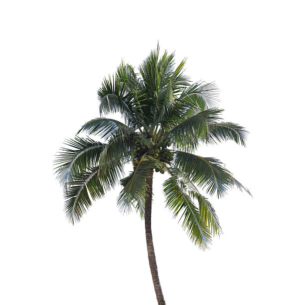 A tall coconut tree isolated on a white background, symbolizing tropical nature, summer travel, beach scenery, and eco concepts. Ideal for design projects, landscape planning, vacation-themed visuals.