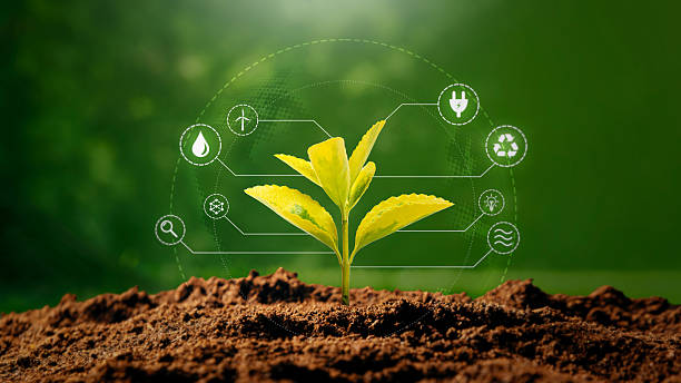 istock Green growing plant, ecology concept 2246820390