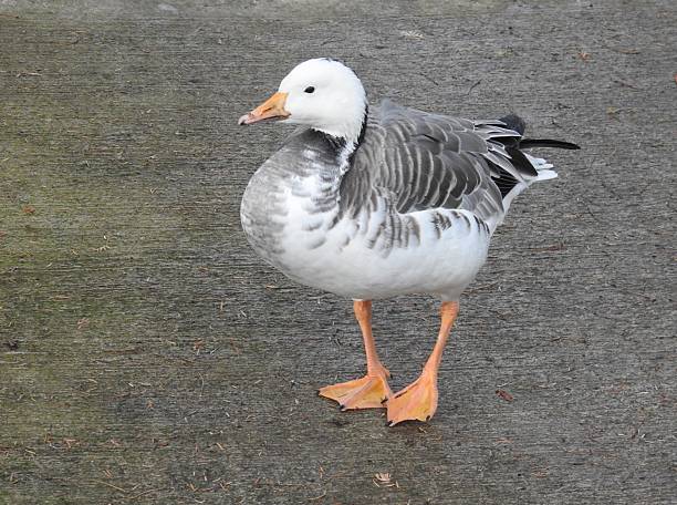 The goose is facing towards the left and is standing on a path