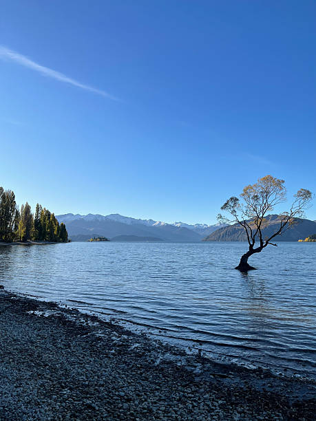 istock That Wanaka Tree in Wanaka, New Zealand 2246824375