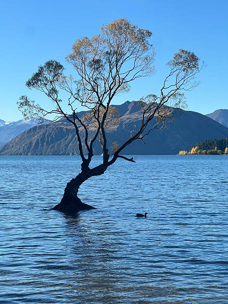 istock That Wanaka Tree in Wanaka, New Zealand 2246824379