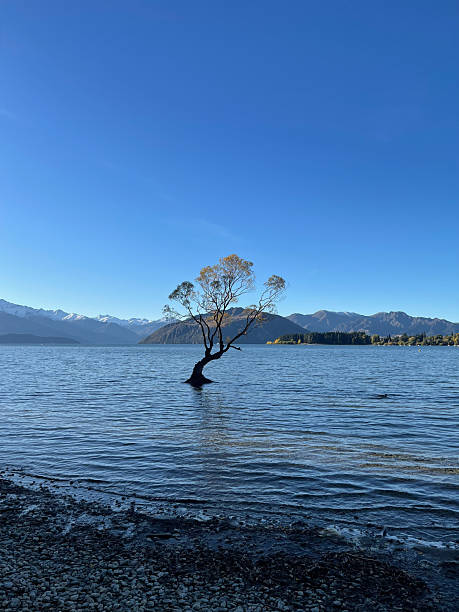 istock That Wanaka Tree in Wanaka, New Zealand 2246824399