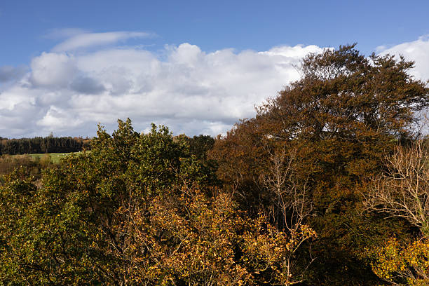 High angle view from a drone of tree tops in rural Scotland on a bright autumn day
