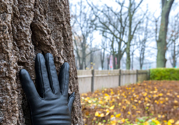 Closeup of bark texture in old tree, blurred autumn leaves in park, selective focus on hand with glove
