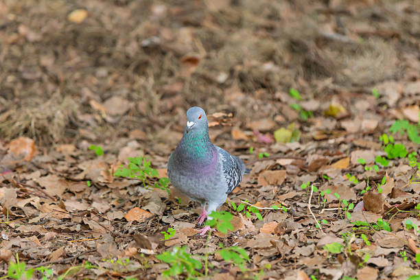 A common pigeon, or rock dove, walks on the ground covered with dry autumn leaves and patches of green grass, looking towards the camera.