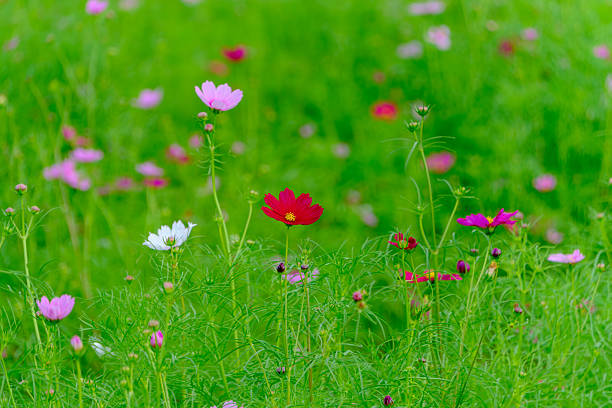 A soft-focus shot of pink, white, and red cosmos flowers standing out against a lush, blurred green background in a field.