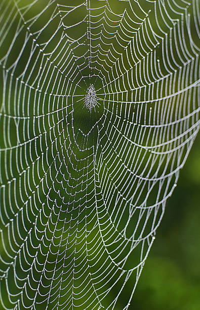istock a spider web with some water droplets early in the morning. 2246826360