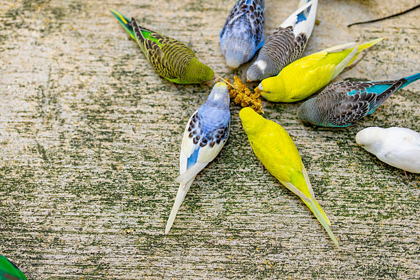 Group of parakeets eating a snack