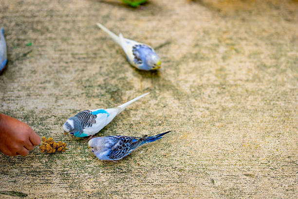 Small Parakeets on a branc on black background.