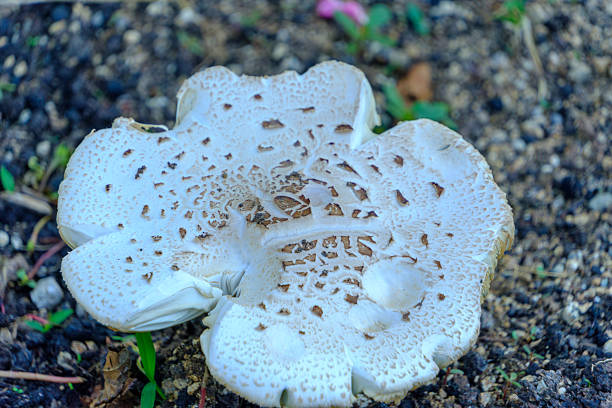 White mushroom in fall on forest floor, Connecticut. Classic composition.