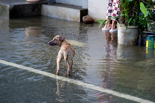 istock A little dog navigating flooded Bantayan Street after heavy rain. 2246829177
