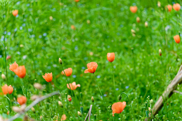 A vibrant field of orange poppies blooming amidst lush green grass and small blue flowers, creating a shallow depth of field effect.