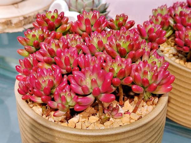 istock Sedum rubrotinctum 'Aurora' 2246829887
