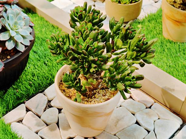 Crassula Ovata 'Gollum'