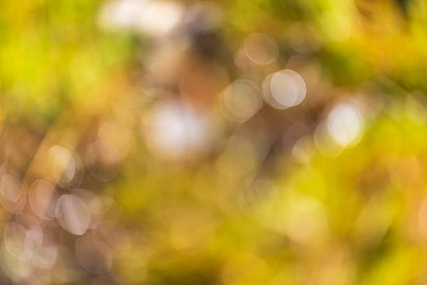 istock Abstract background of blurred yellow, green, and orange natural elements creating a beautiful, warm bokeh effect. This soft focus image features vibrant circles of light and color 2246830850