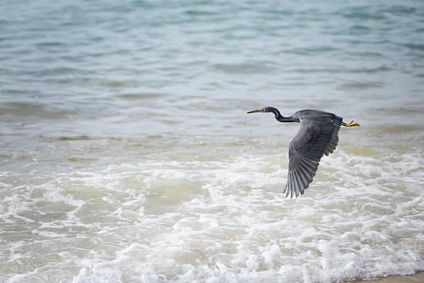 Pacific reef dark heron is flying on the Ocean.Phuket Island - Thailand.