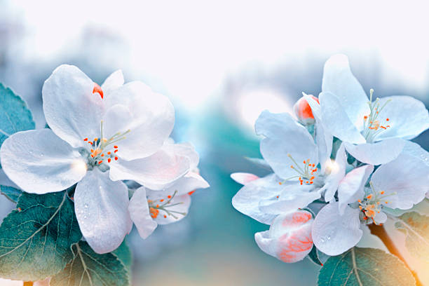 Blurred. Blossoming branch apple. Bright colorful spring flowers. Beautiful nature scene
