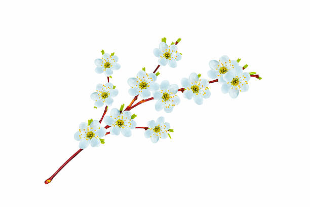 Flowering branch of cherry isolated on a white background. nature