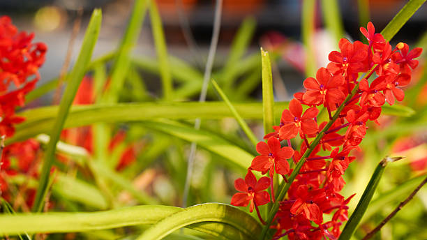 istock Vanda miniatum orchids or ascocentrum miniatum orchids plants. 2246833272