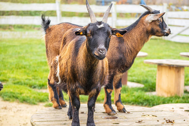 istock Two brown domestic goats standing on a wooden platform 2246833734