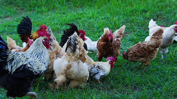 istock Beautiful colorful chickens are walking in the grass. 2246833859