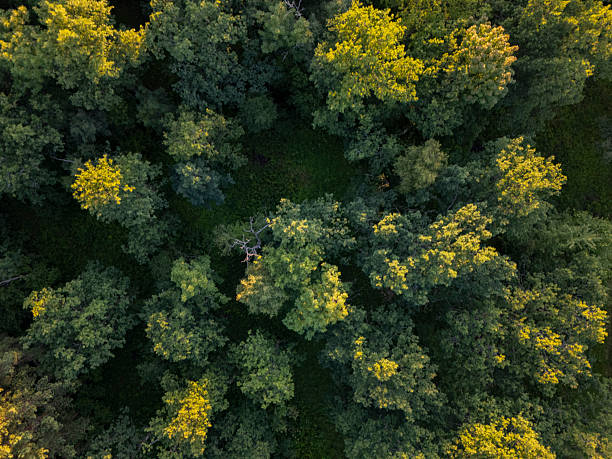 istock Forest from above in Saaremaa island 2246834425