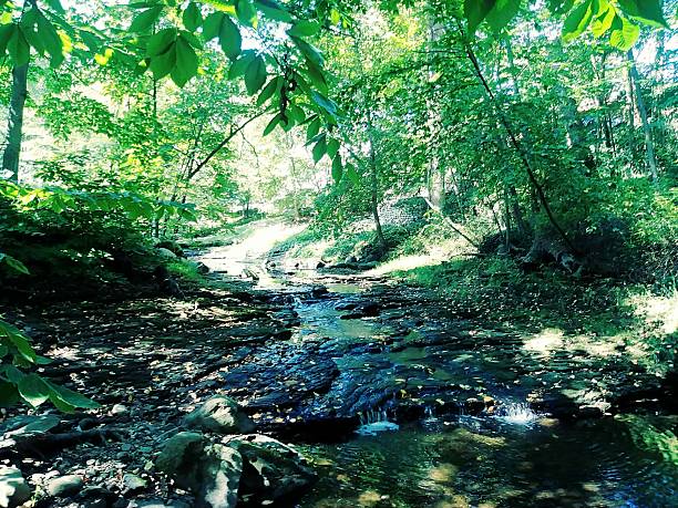 istock Sunny Spring Morning in the Forest 2246835336