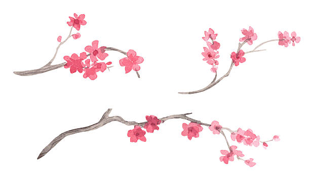 istock Sakura branches. Watercolor handmade collection of sakura. Delicate illustrations for fabric, wallpaper, greeting cards, design, decoration and illustration. 2246835481