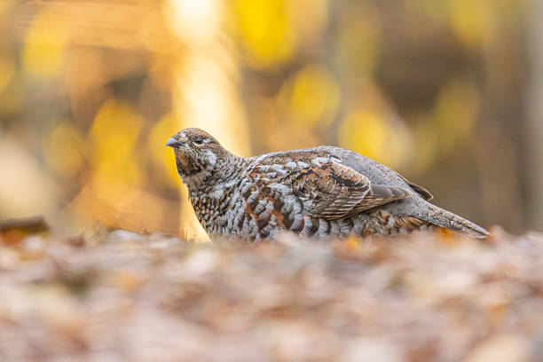 A hazel grouse looking for food on the forest floor in Nuuksio national park in Finland